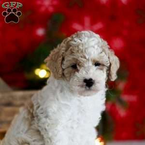 Tina, Miniature Poodle Puppy